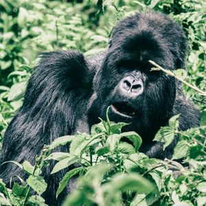 Group 13 - Gorilla Silberrücken sagt »Los geht's« 