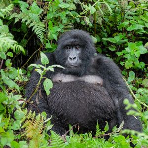 Susa Group - Gorilla Weibchen