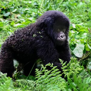 Susa Group - Gorilla Jungtier