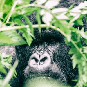Group 13 - Gorilla Männchen - 2 Meter entfernt