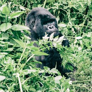 Group 13 - Gorilla Männchen