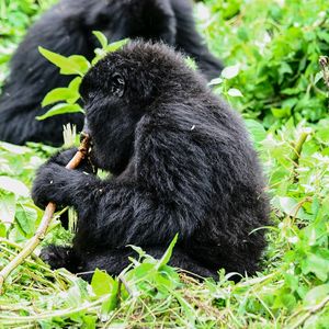 Group 13 - Gorilla Jungtier