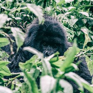 Susa Group - Gorilla