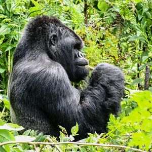 Group 13 - Gorilla 