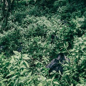 Group 13 - Gorillas wandern