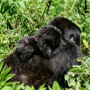 Group 13 - Gorilla Mutter mit Kind