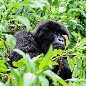 Group 13 - Gorilla 