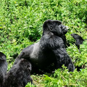 Group 13 - Gorilla Silberrücken