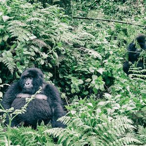 Susa Group - Gorillas