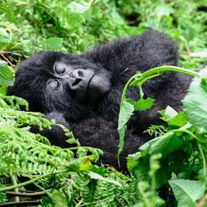 Susa Group - Gorilla träumt