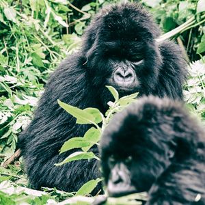 Group 13 - Ein Auge Gorilla