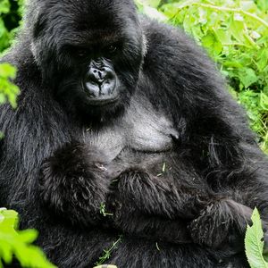 Group 13 - Gorilla Mutter und Baby