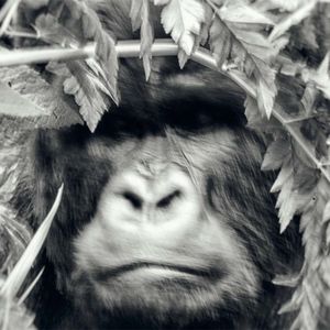 Group 13 - Gorilla Männchen - 2 Meter entfernt