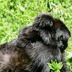 Group 13 - Gorilla Mutter mit Kind