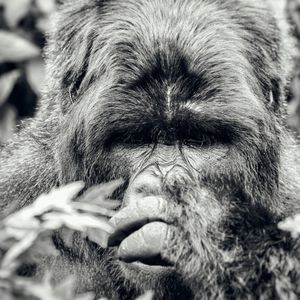 Group 13 - Gorilla Männchen