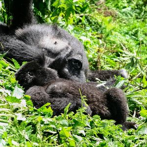 Susa Group - Gorilla Sonnenbad