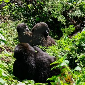 Susa Group - Gorilla lausen