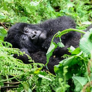 Susa Group - Gorilla träumt