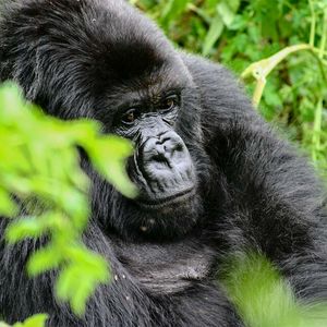 Group 13 - Gorilla