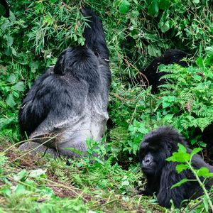 Susa Group - Gorilla Silberrücken