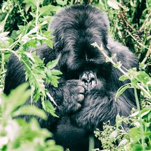 Group 13 - Gorilla Männchen