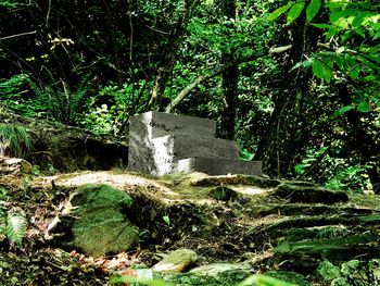 Die Treppe - Betontreppe im Wald von Formine (Lago Maggiore)