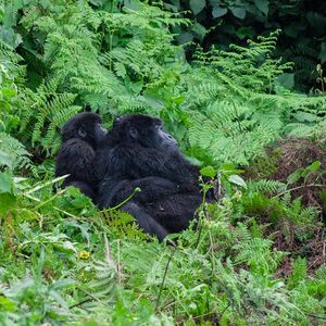Susa Group - Gorilla lausen