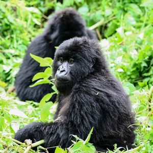 Group 13 - Ein Auge Gorilla und Jungtier