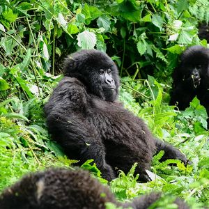 Susa Group - Gorilla Mutter und Kind