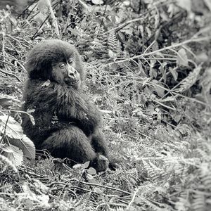 Susa Group - Gorilla Jungtier beleidigt