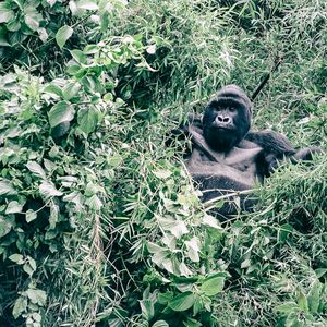 Susa Group - Gorilla Silberrücken in Baumkrone