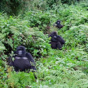 Susa Group - Die ersten Gorillas
